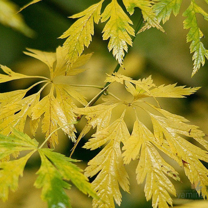 Acer cicrcinatum Monroe