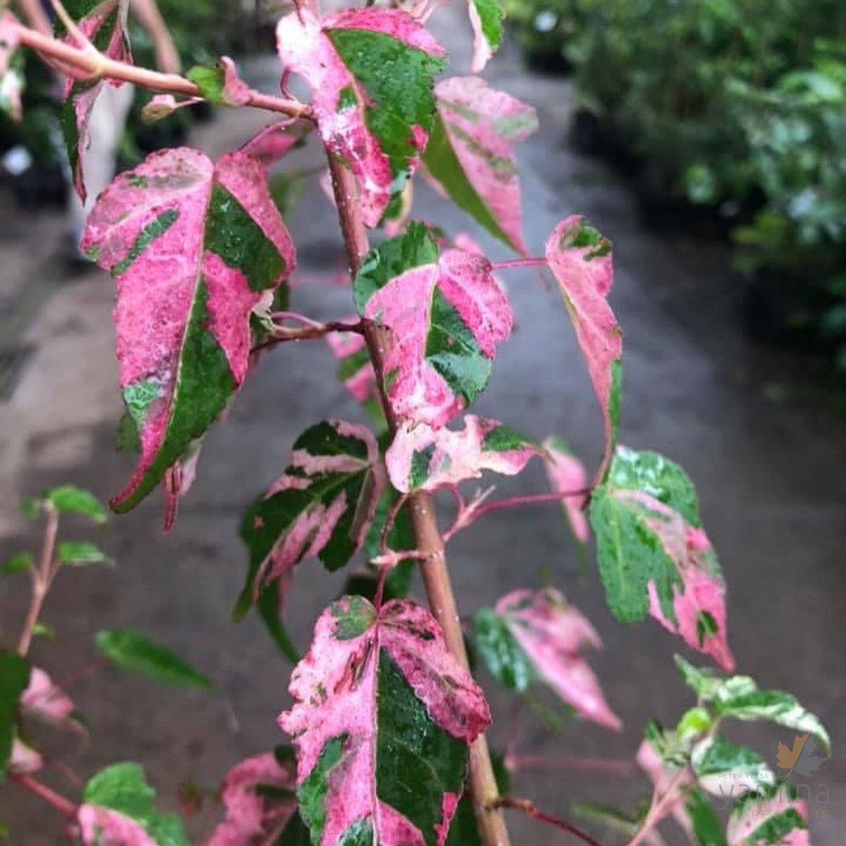 Acer crataegifolium Veitchii 1
