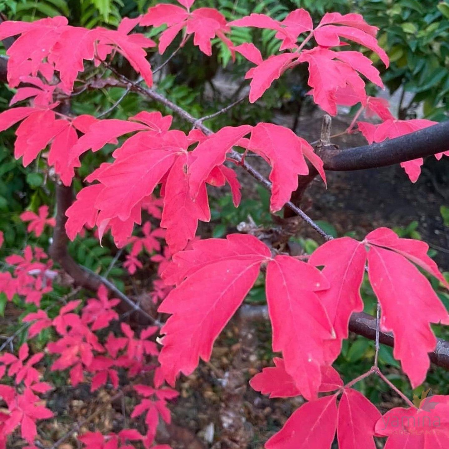 Acer griseum 2