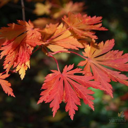 Acer japonicum Aconitifolium 1