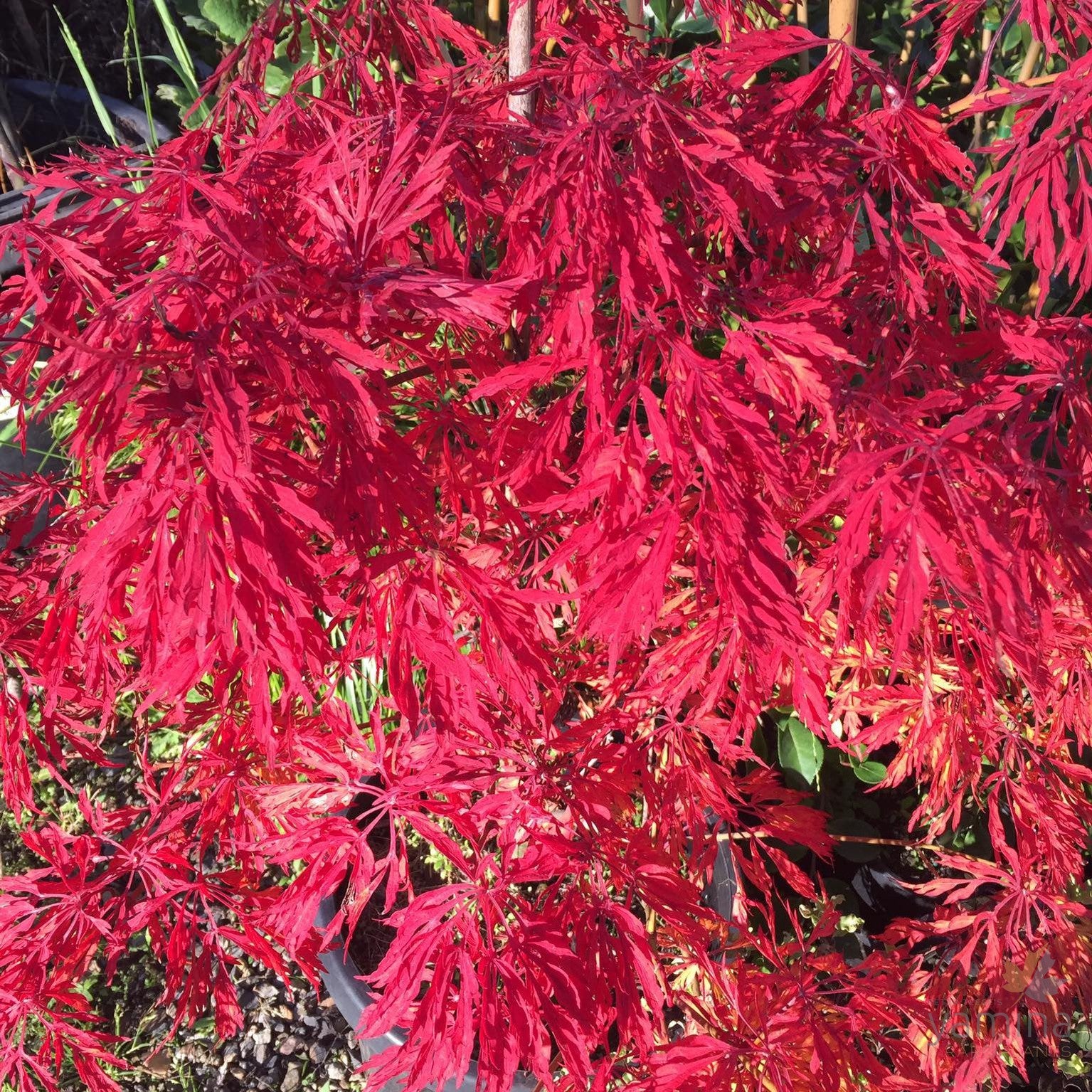 Acer japonicum Fairy Lights 3