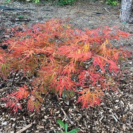 Acer japonicum Fairy Lights 4