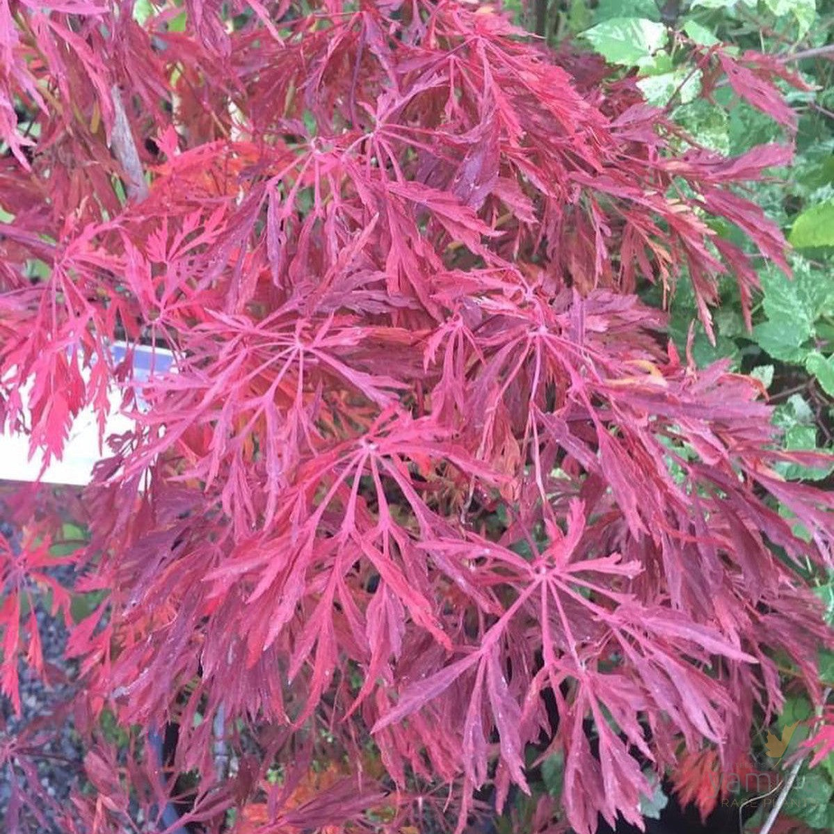 Acer japonicum Fairy Lights 5