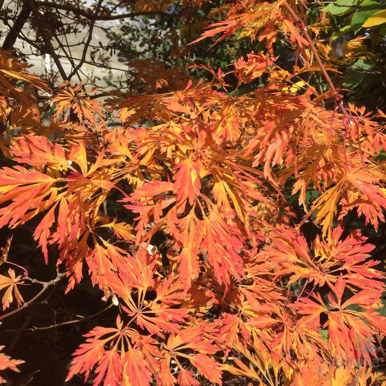 Acer japonicum Green Cascade 2