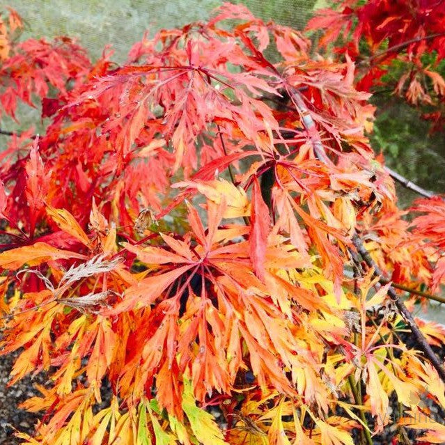 Acer japonicum Green Cascade 4