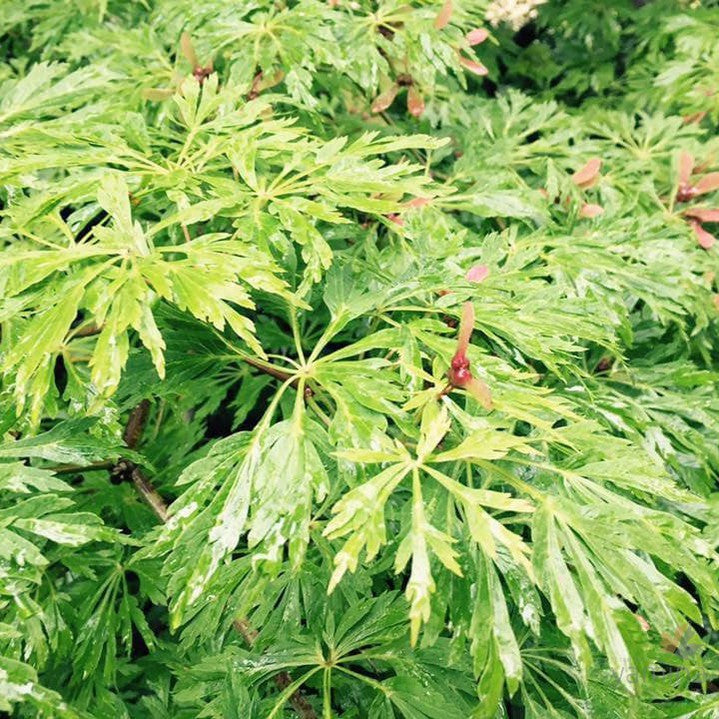 Acer japonicum Green Cascade 6