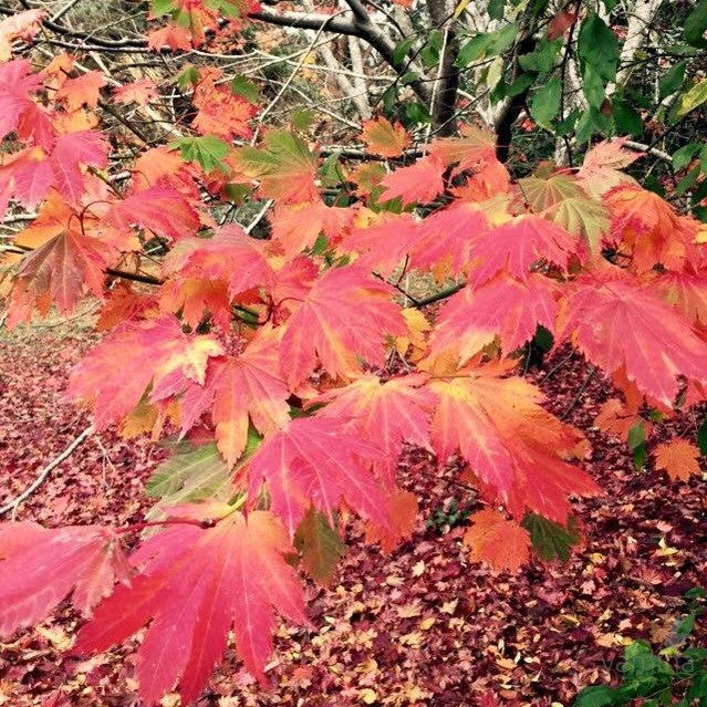 Acer japonicum Vitifolium 2