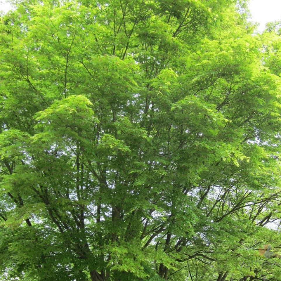 Acer palmatum