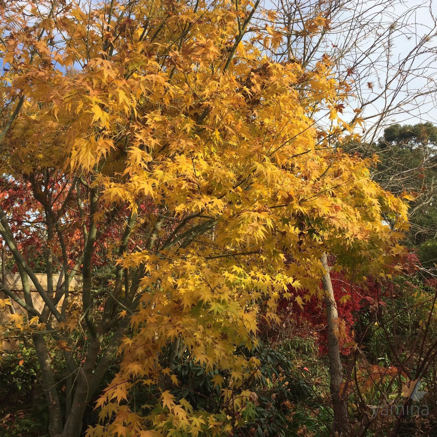 Acer palmatum Aoyagi 3