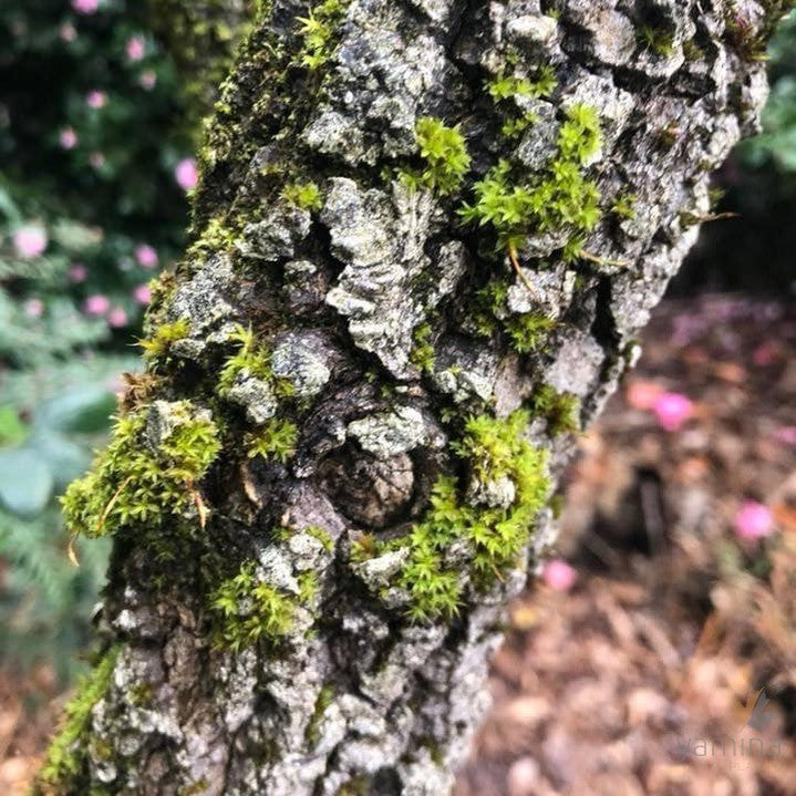 Acer palmatum Arakawa 1