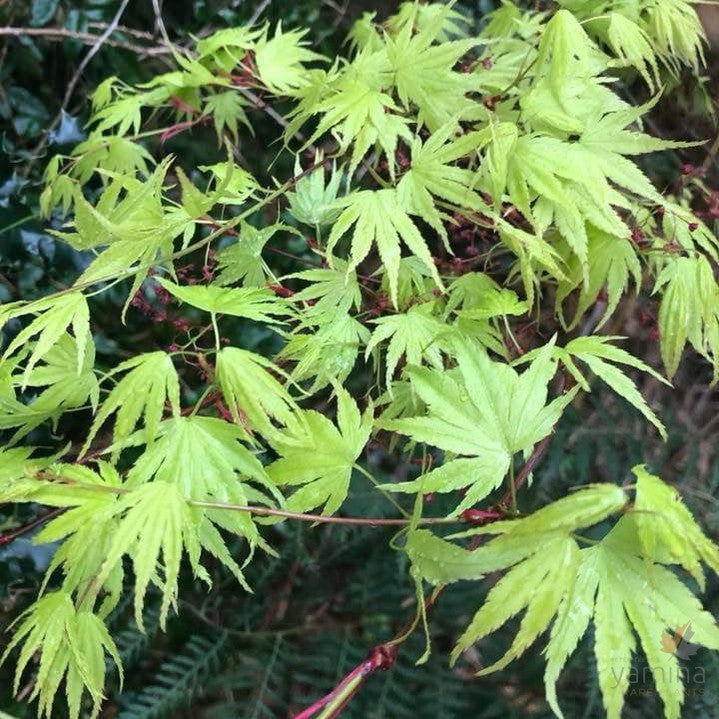 Acer palmatum Arakawa 2