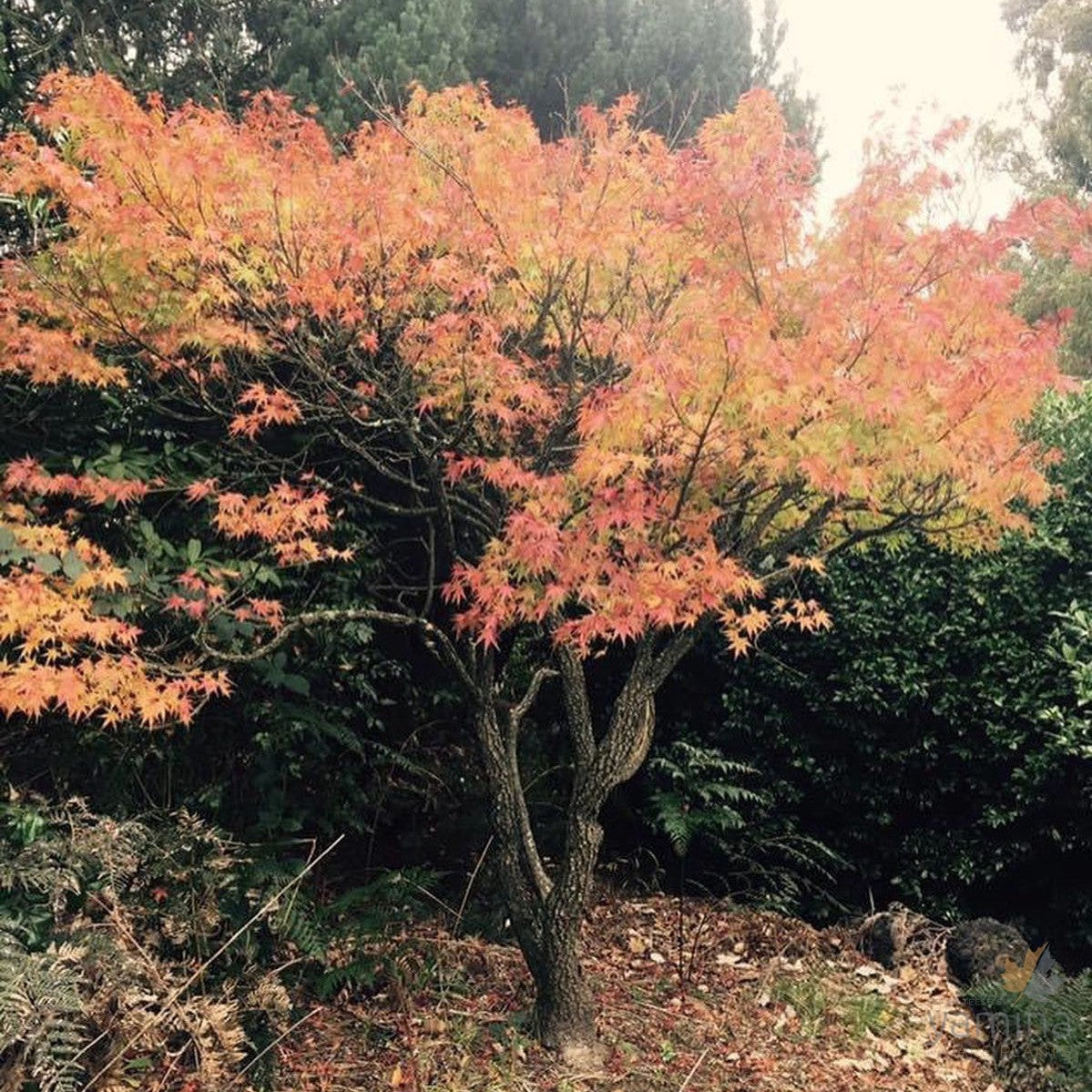 Acer palmatum Arakawa 4