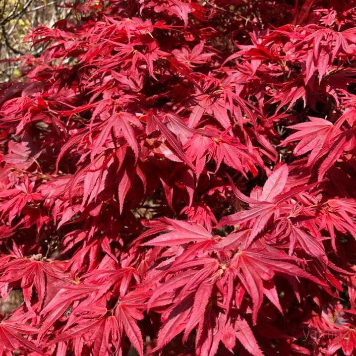 Acer palmatum  'Aratama' 1