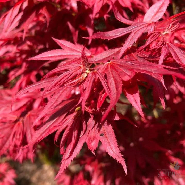 Acer palmatum  'Aratama' 2