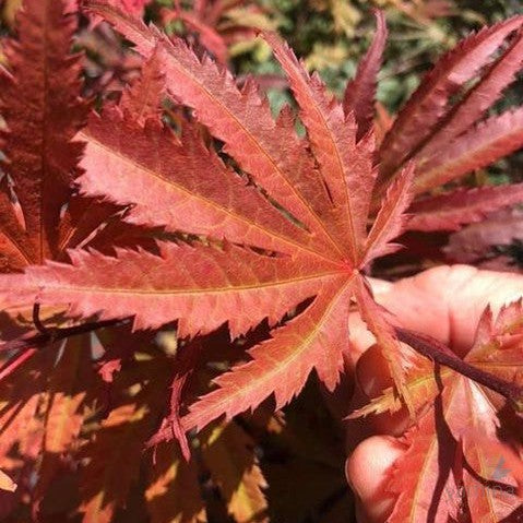 Acer palmatum Ariadne 3