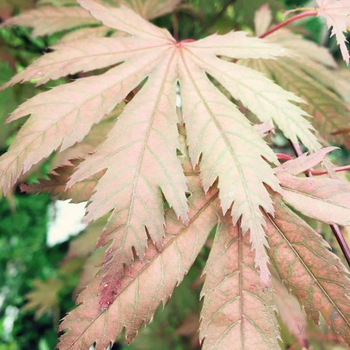 Acer palmatum Ariadne 4