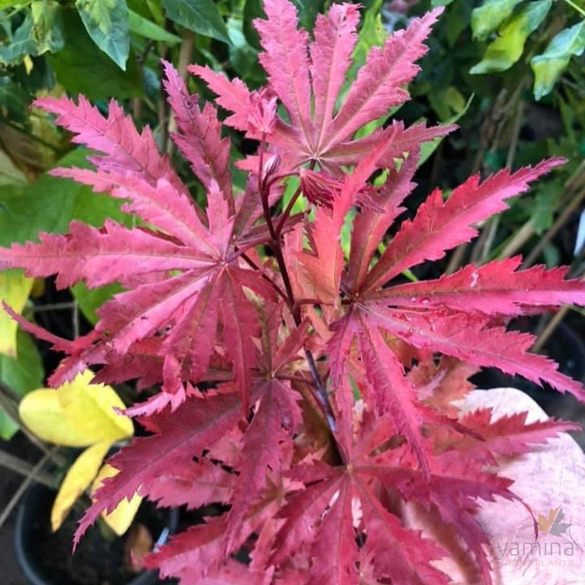 Acer palmatum Ariadne 5