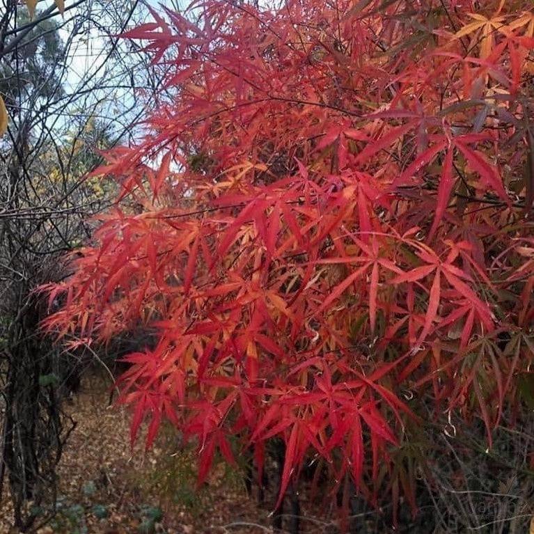 Acer palmatum Arnold’s fingers-1
