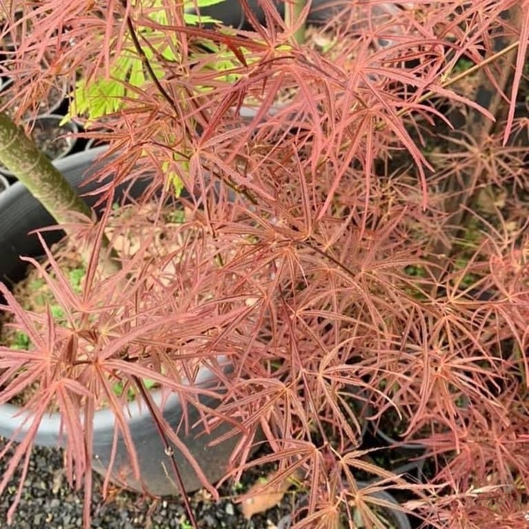 Acer palmatum Arnold’s fingers-2