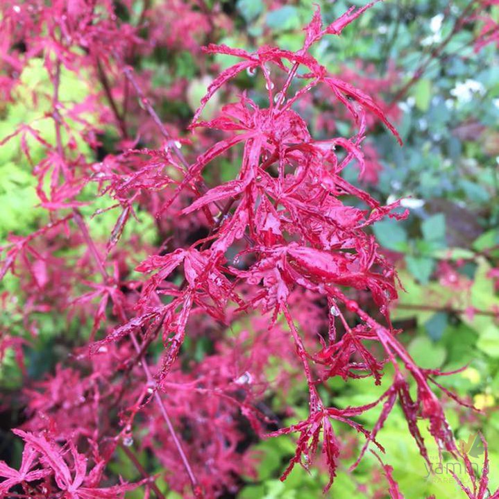 Acer palmatum Beni-Komachi 4