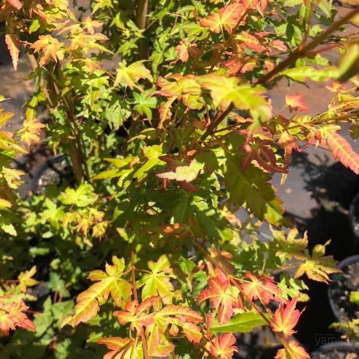 Acer palmatum Bihou 1