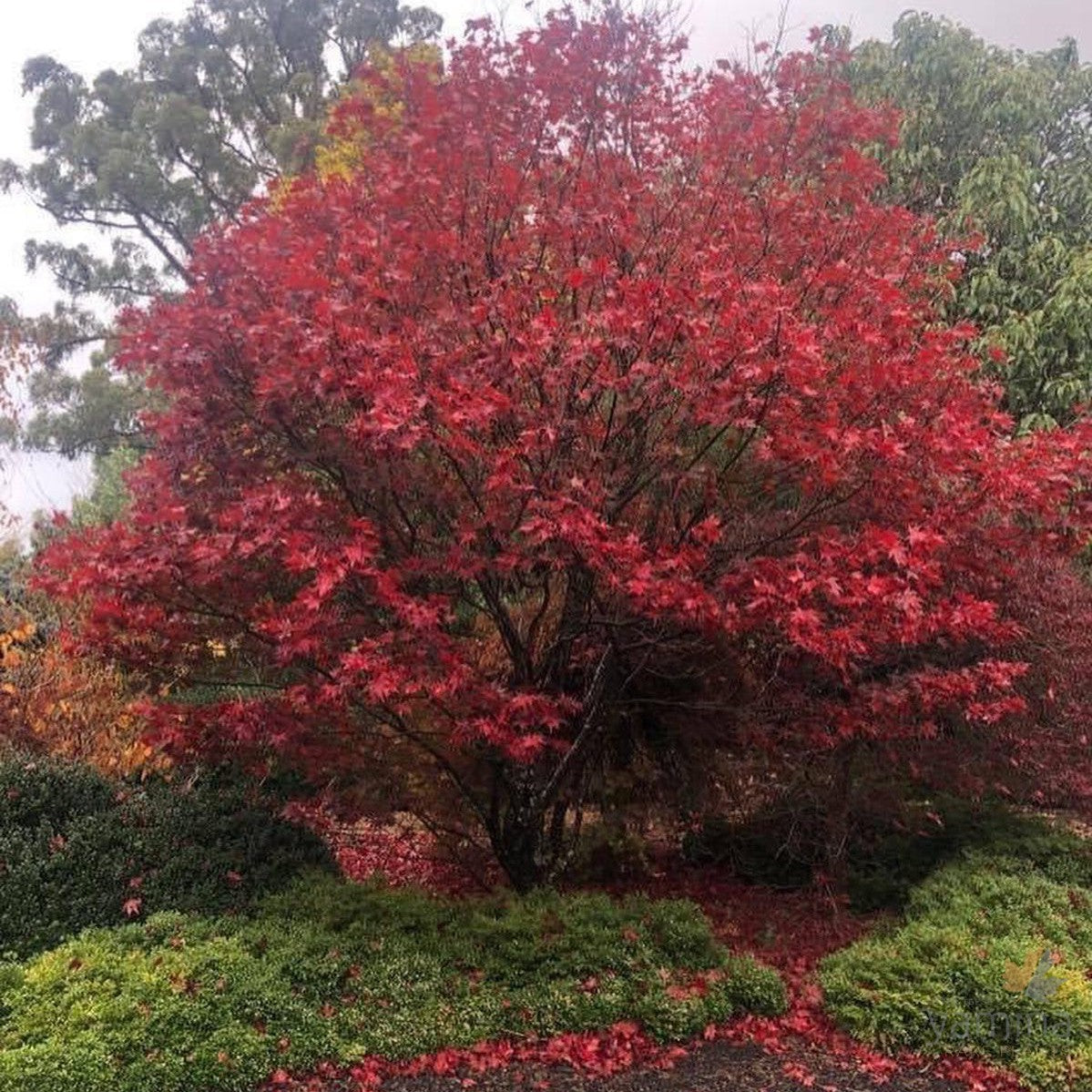 Acer palmatum Bloodgood 1