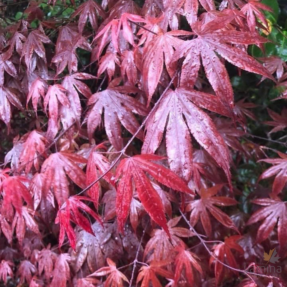 Acer palmatum Bloodgood 2