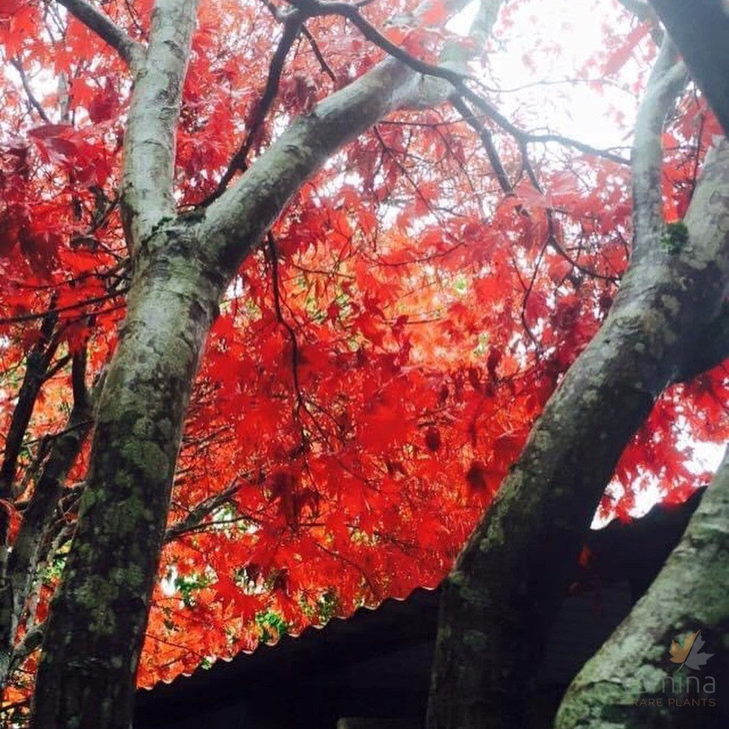 Acer palmatum Bloodgood 3