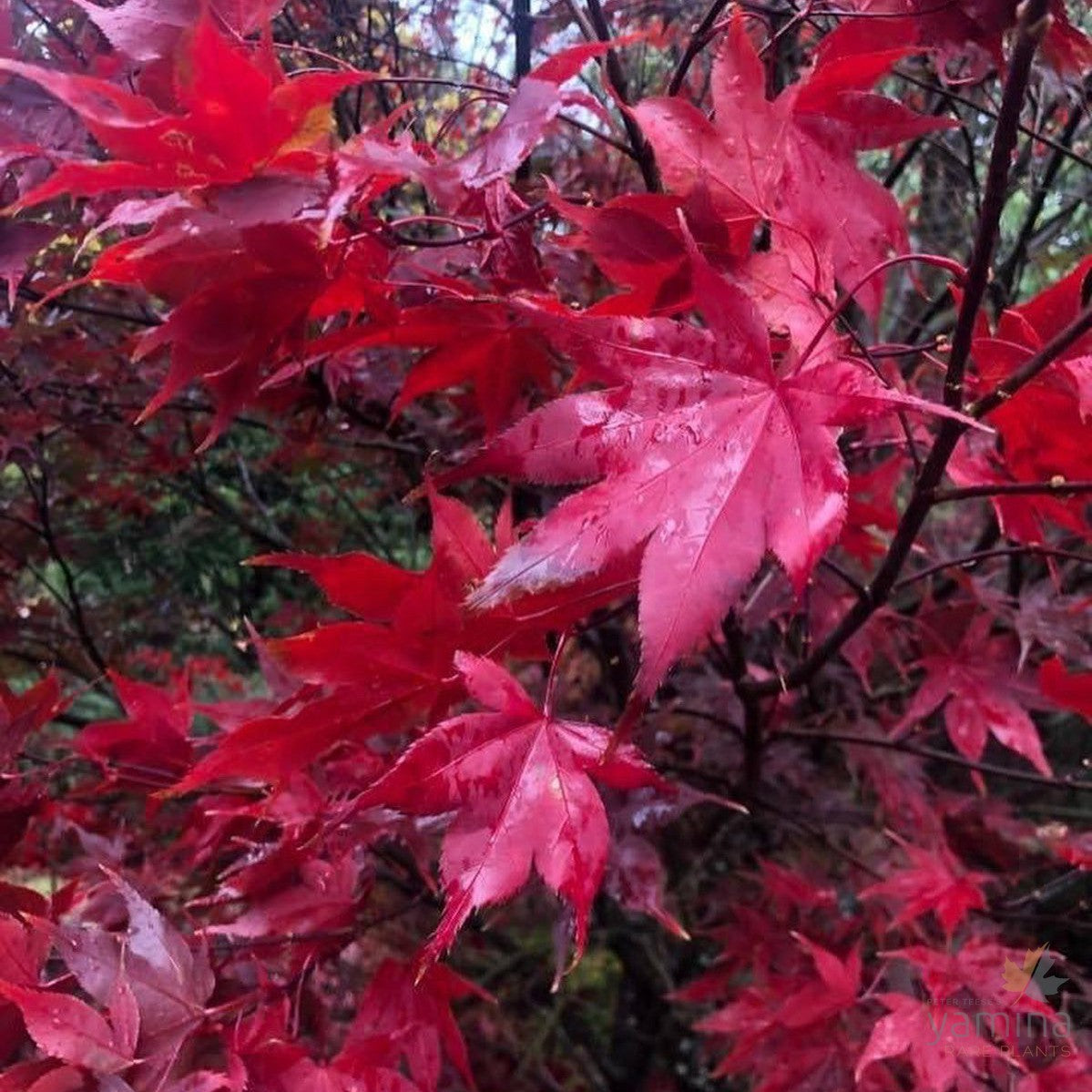 Acer palmatum Bloodgood 4