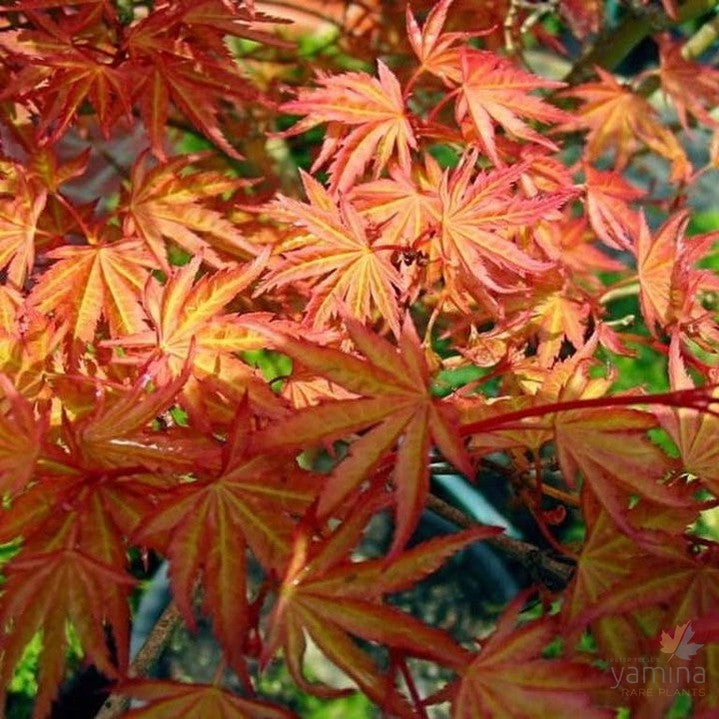 Acer palmatum 'Bonfire' 1