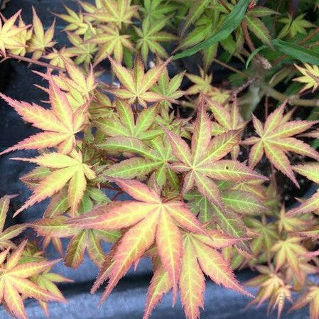 Acer palmatum 'Bonfire' 2