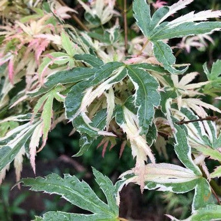 Acer palmatum  'Butterfly' 1