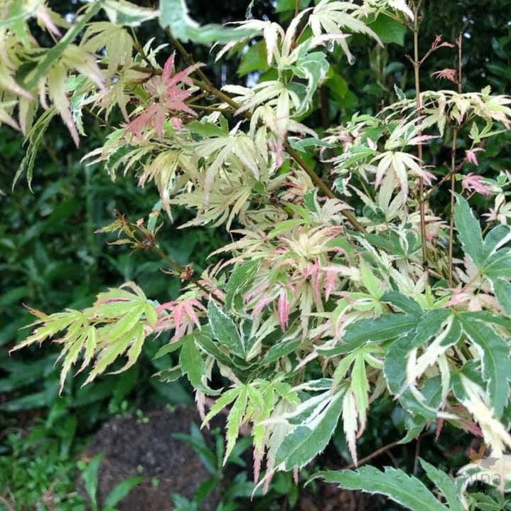 Acer palmatum  'Butterfly' 2