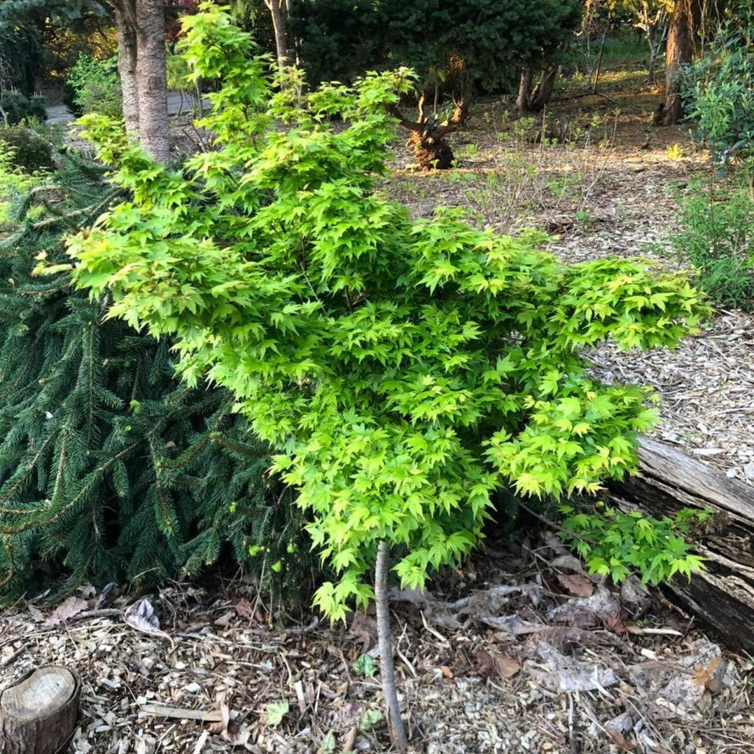 Acer palmatum  'Coonara Pygmy' 1