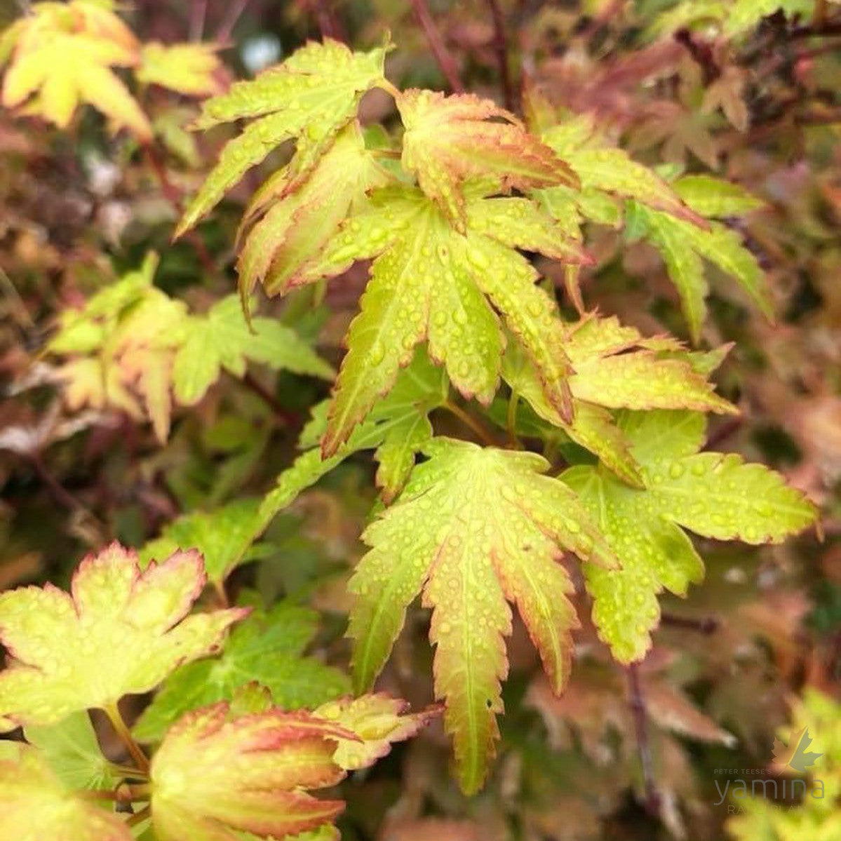 Acer palmatum  'Coonara Pygmy' 3