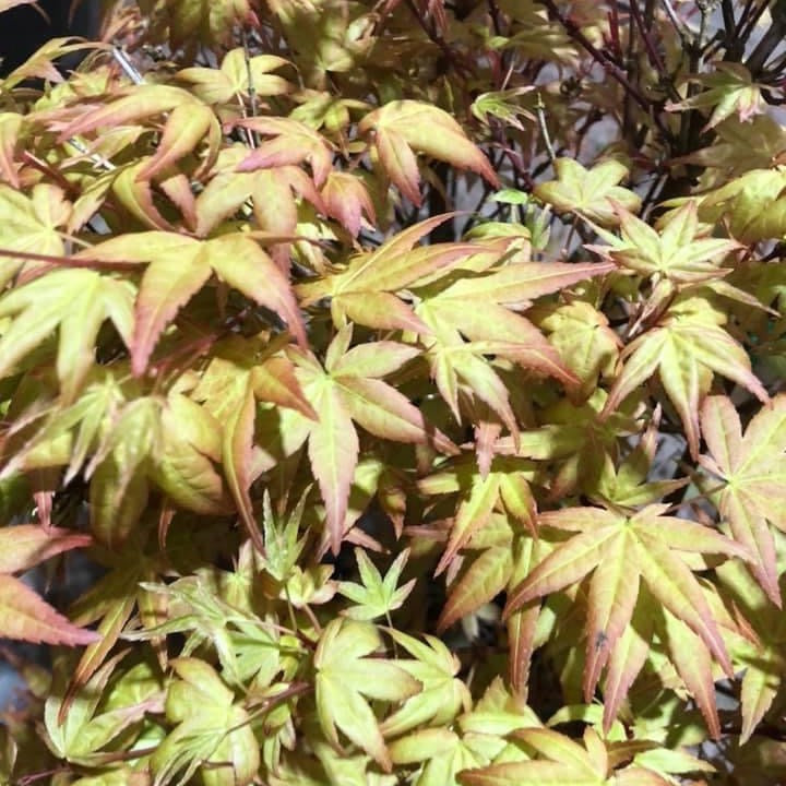 Acer palmatum 'Corallinum' Standard