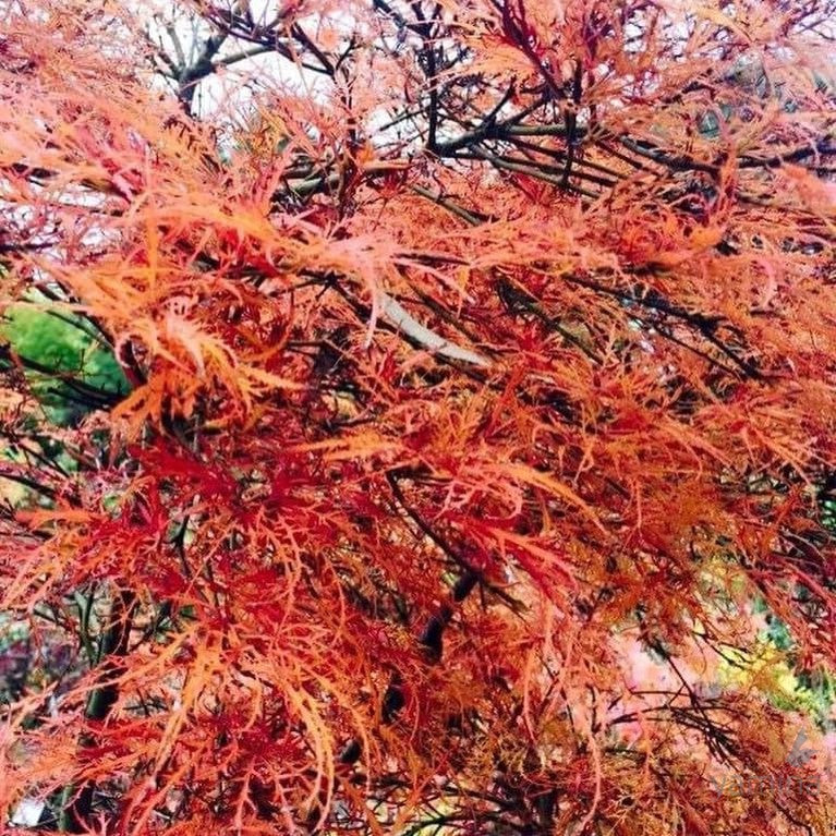 Acer palmatum Dissectum Baby Lace-4