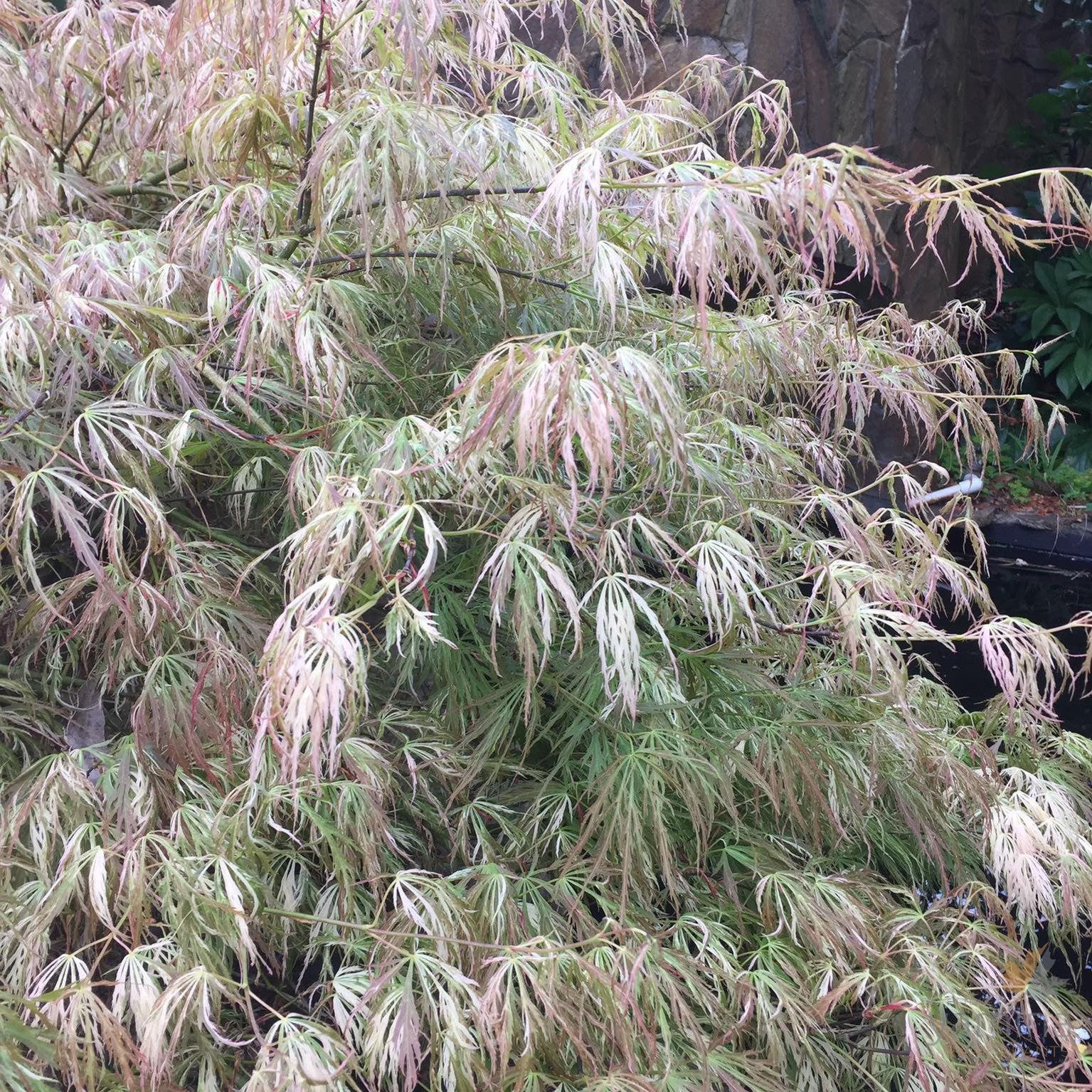 Acer palmatum Dissectum Beni Shidare Variegated 1