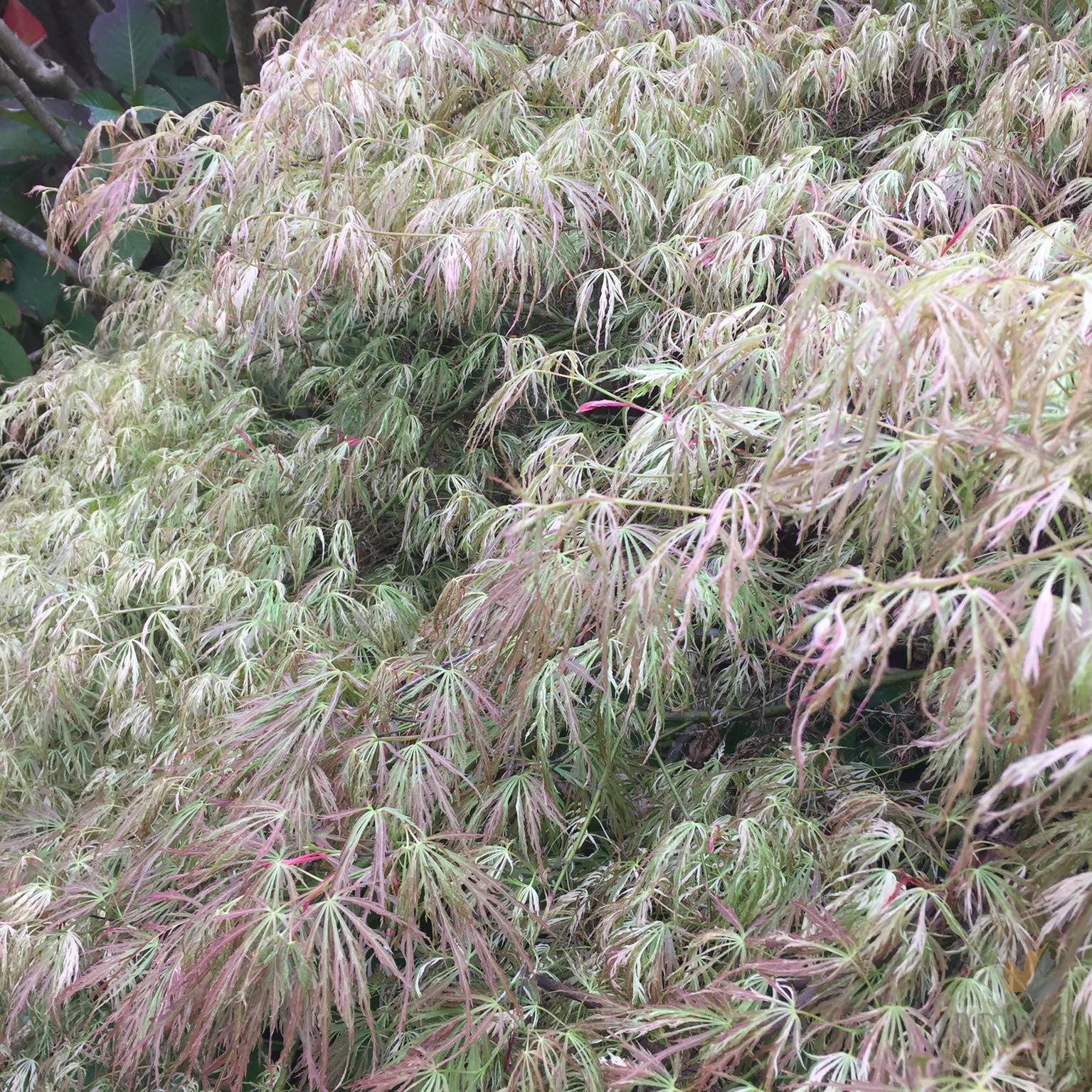 Acer palmatum Dissectum Beni Shidare Variegated 3