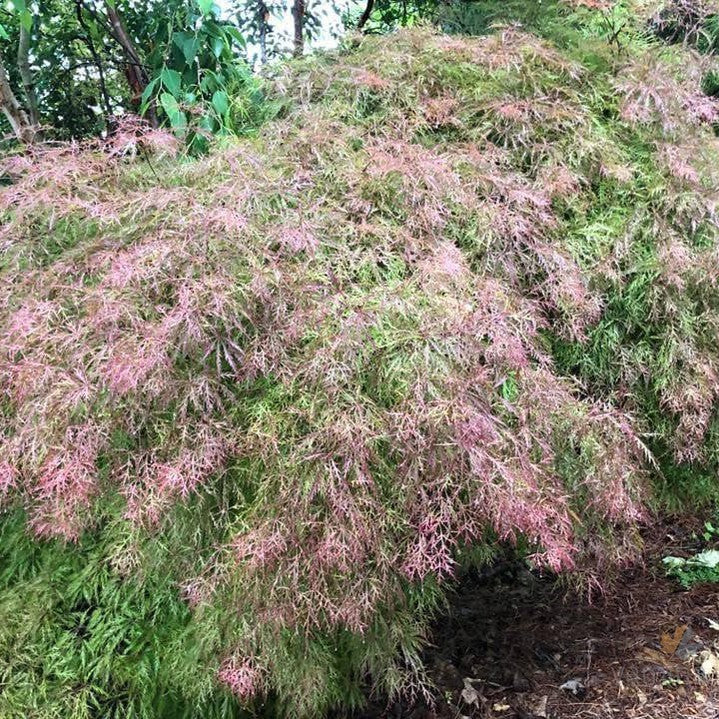 Acer palmatum Dissectum Chantilly Lace 1