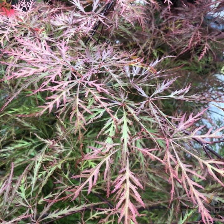 Acer palmatum Dissectum Chantilly Lace 2