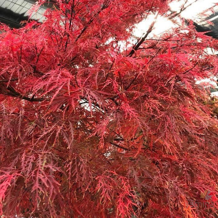 Acer palmatum Dissectum Chantilly Lace 3