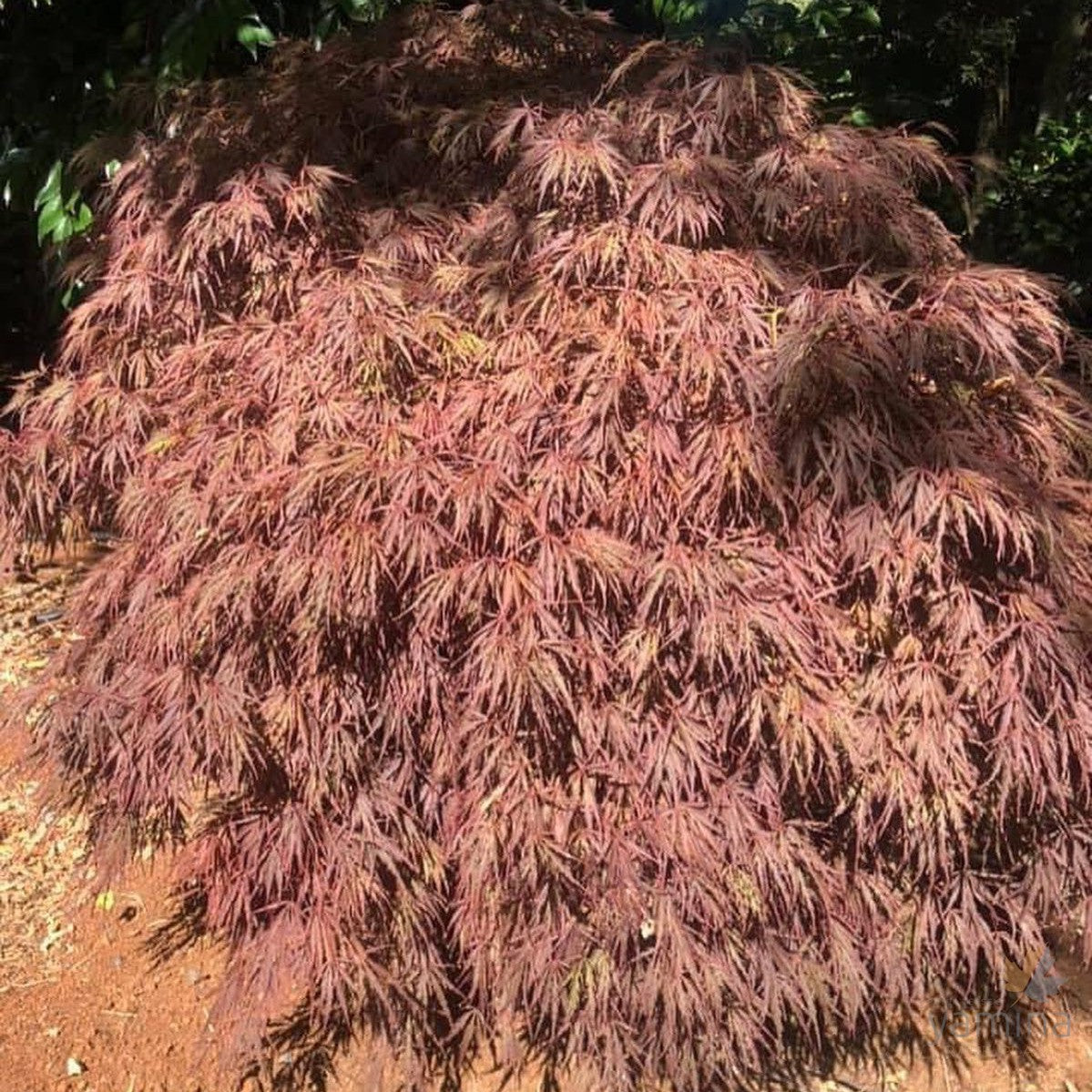 Acer palmatum Dissectum Crimson Queen 1