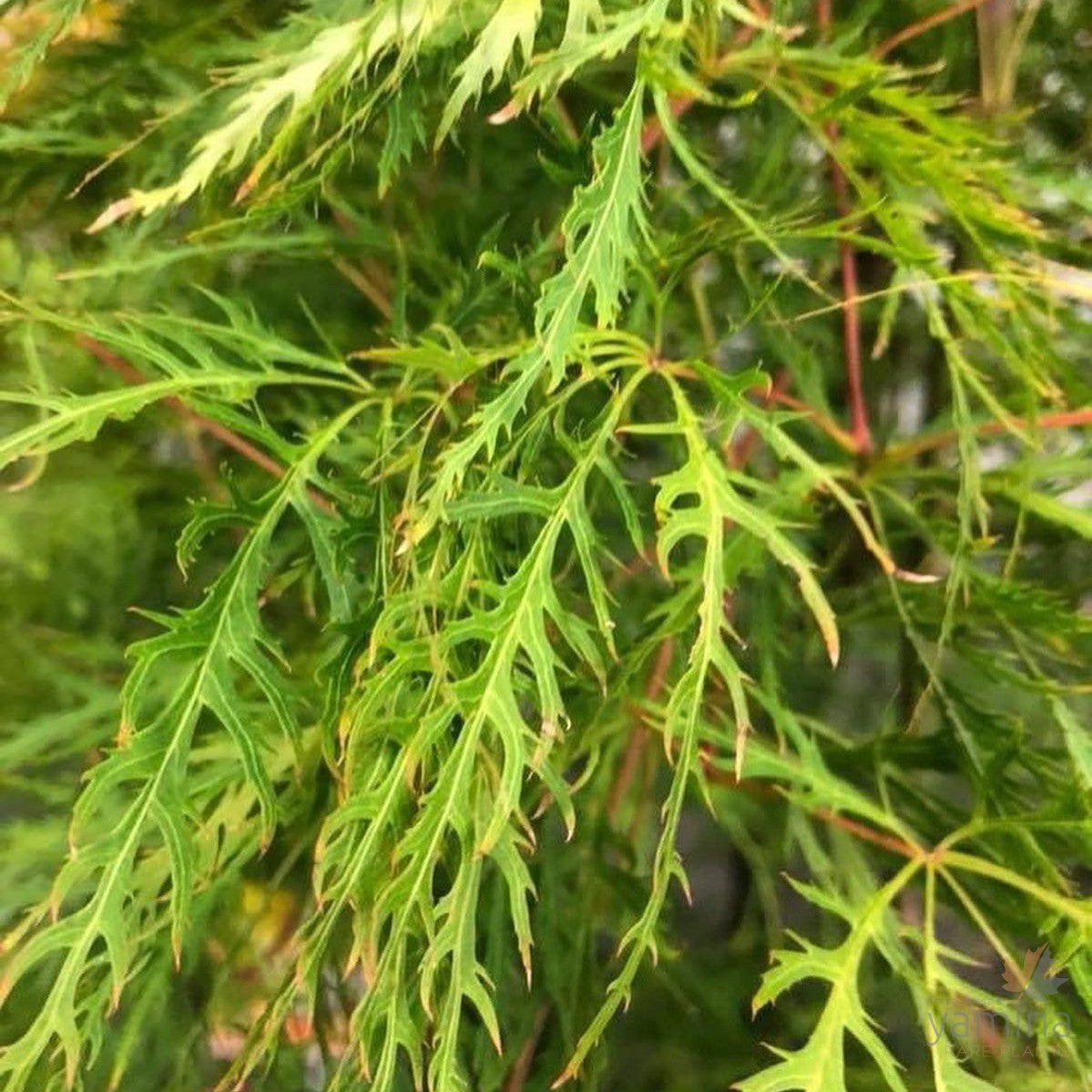 Acer palmatum Dissectum Ellen