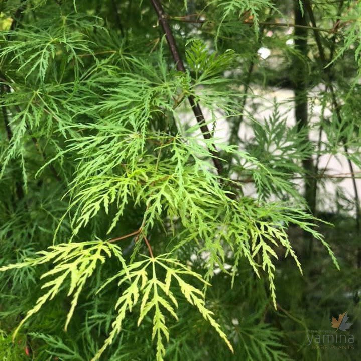 Acer palmatum Dissectum Emerald Lace 1