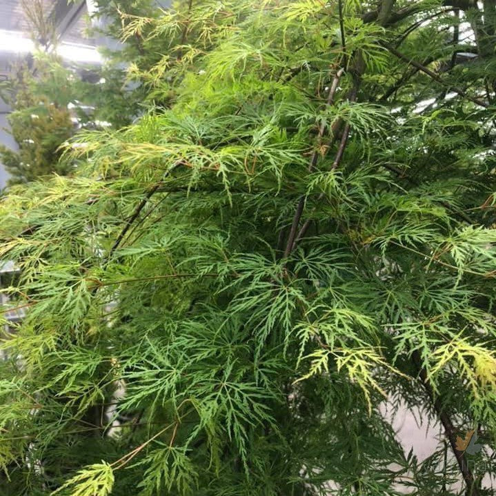 Acer palmatum Dissectum Emerald Lace 2