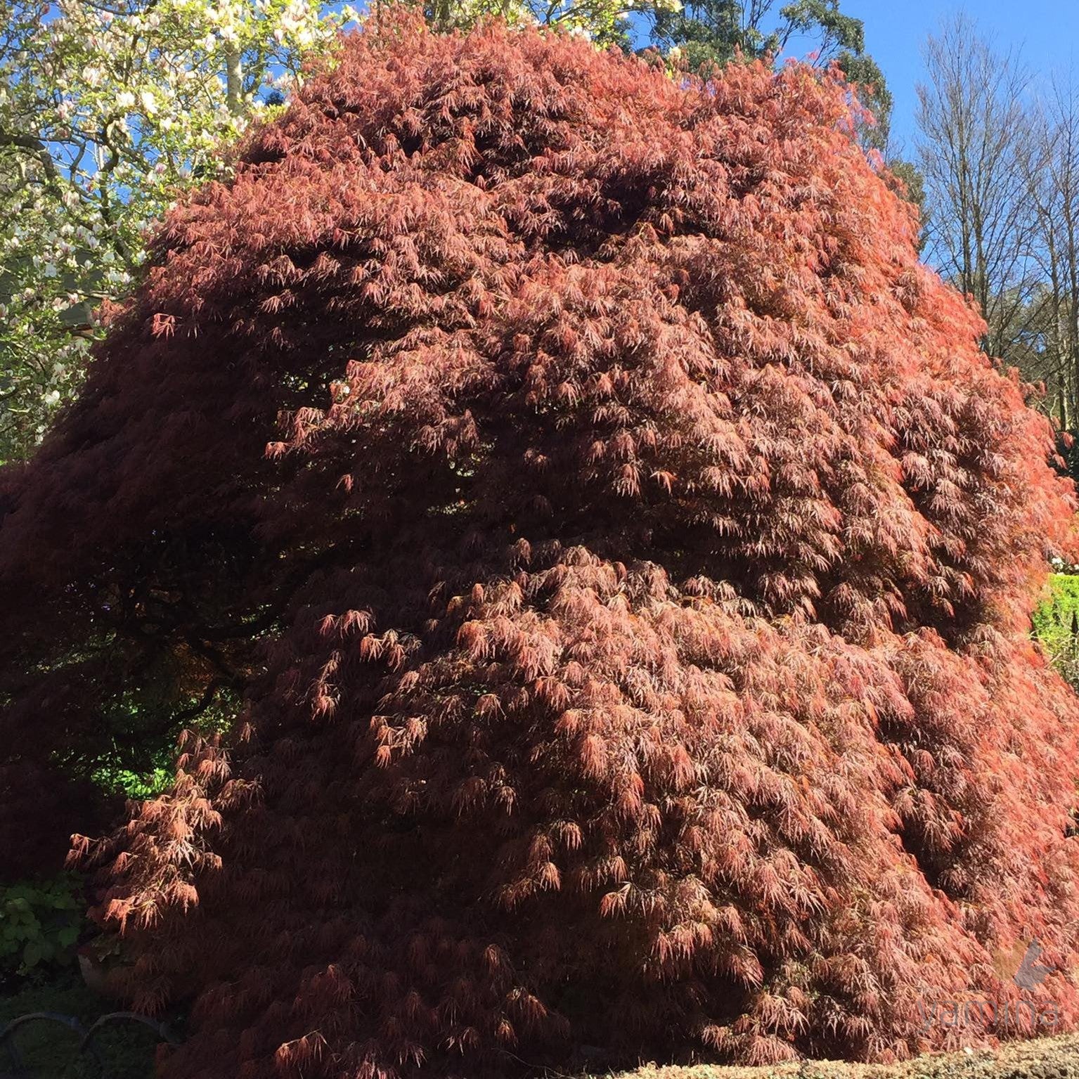 Acer palmatum Dissectum Ever Red 1