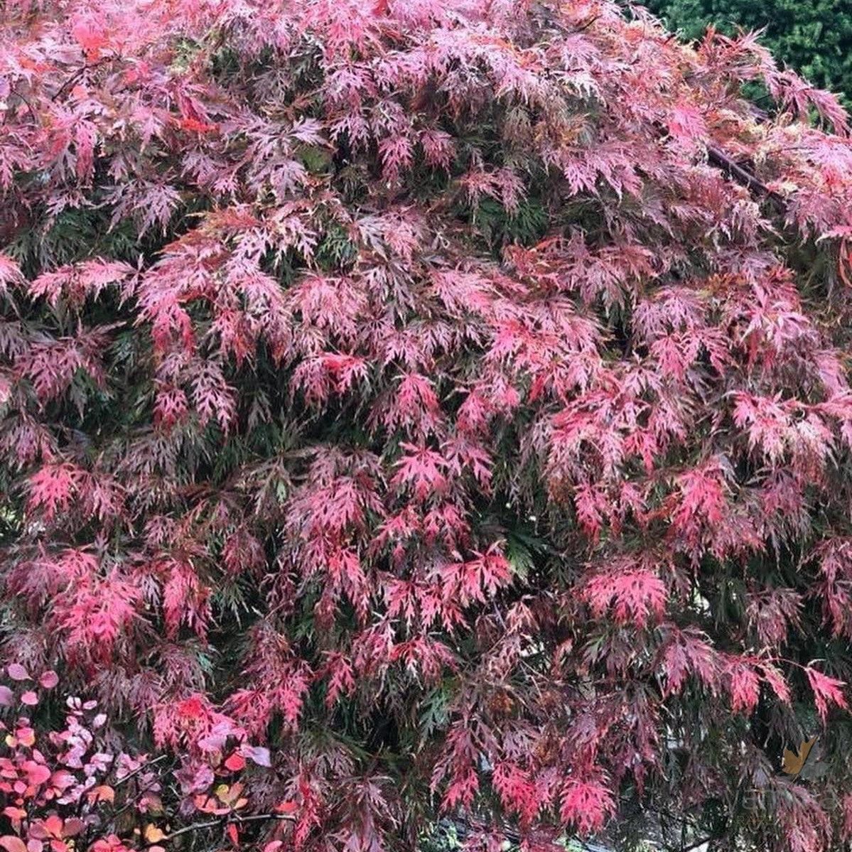 Acer palmatum Dissectum Ever Red 2