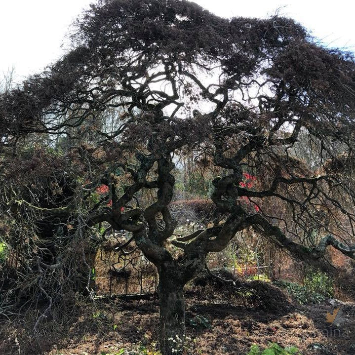 Acer palmatum Dissectum Ever Red (standard)