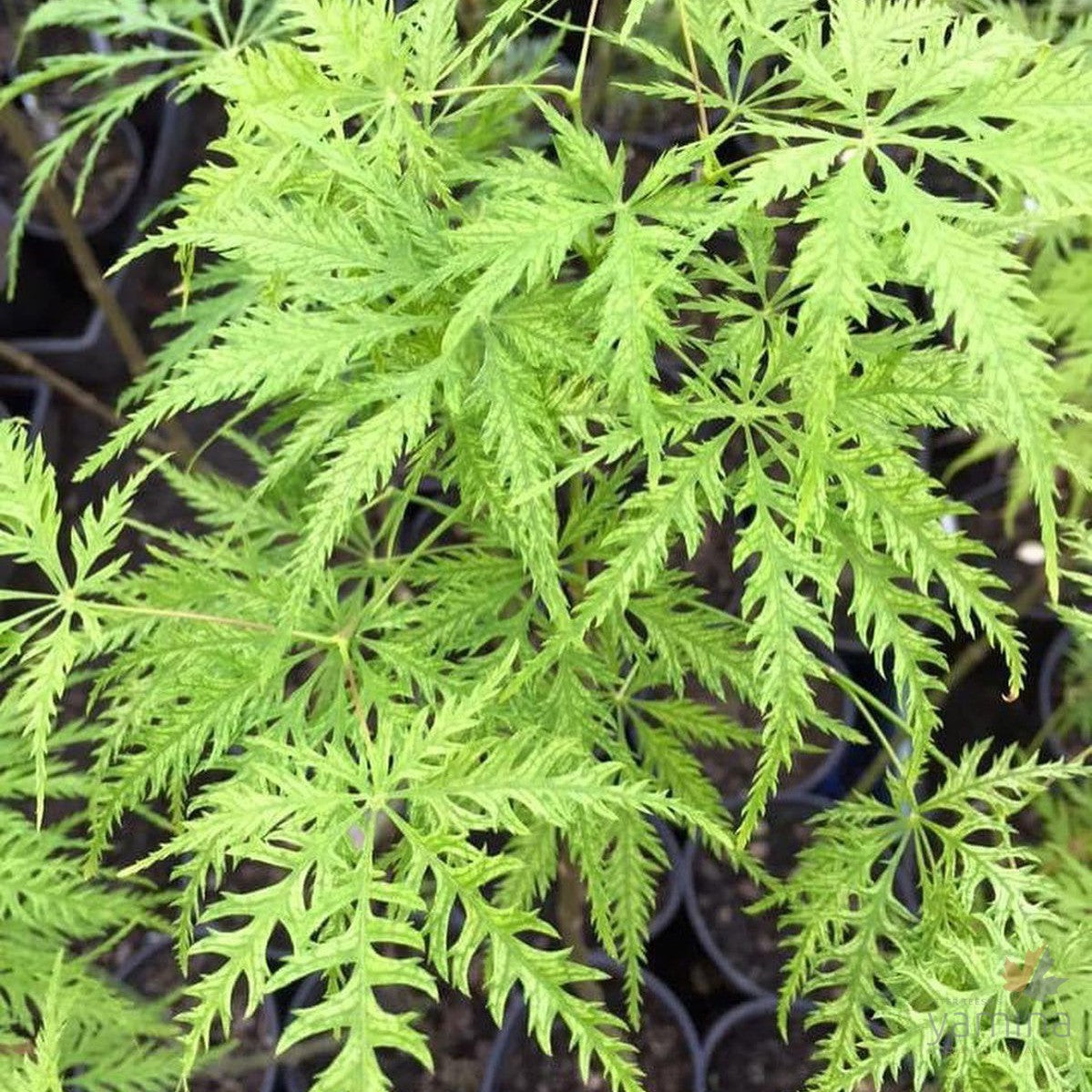 Acer palmatum Dissectum Filagree 1